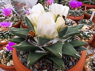 Нажмите на изображение для увеличения.

Название:	Ariocarpus retusus scapharostroides .jpg
Просмотров:	1233
Размер:	215.7 Кб
ID:	482600