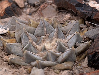 Нажмите на изображение для увеличения.

Название:	Ariocarpus retusus f. pectinatus VZD 573 Sabana Grande, Zac.jpg
Просмотров:	1221
Размер:	96.3 Кб
ID:	482601