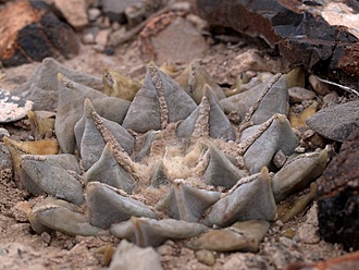 Нажмите на изображение для увеличения.

Название:	Ariocarpus retusus f. pectinatus VZD 573 Sabana Grande, Zac.jpg
Просмотров:	1154
Размер:	96.3 Кб
ID:	482601