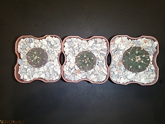Нажмите на изображение для увеличения.

Название:	Gymnocalycium riojense v.guasayaense VG-066.jpg
Просмотров:	1148
Размер:	159.5 Кб
ID:	483008