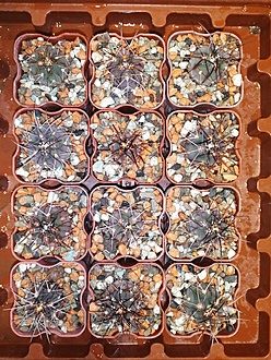 Нажмите на изображение для увеличения.

Название:	Gymnocalycium spegazzinii VG-107.jpg
Просмотров:	1172
Размер:	327.5 Кб
ID:	483014