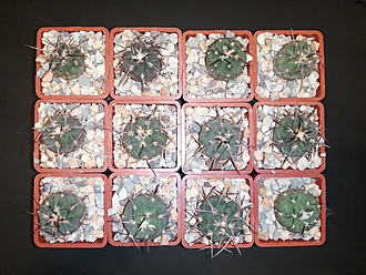 Нажмите на изображение для увеличения.

Название:	Gymnocalycium spegazzinii VG-169 01.jpg
Просмотров:	1115
Размер:	235.8 Кб
ID:	483012