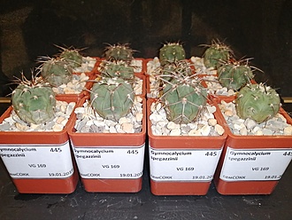 Нажмите на изображение для увеличения.

Название:	Gymnocalycium spegazzinii VG-169 02.jpg
Просмотров:	1143
Размер:	189.6 Кб
ID:	483011