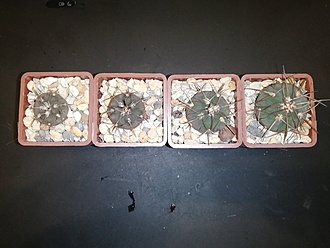 Нажмите на изображение для увеличения.

Название:	Gymnocalycium spegazzinii VG-373 01.jpg
Просмотров:	1105
Размер:	154.5 Кб
ID:	483009