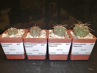 Нажмите на изображение для увеличения.

Название:	Gymnocalycium spegazzinii VG-373 02.jpg
Просмотров:	1103
Размер:	160.9 Кб
ID:	483010
