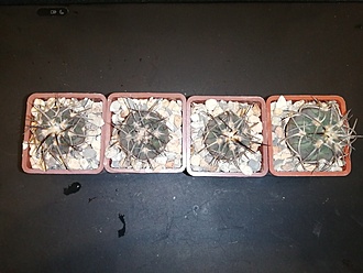 Нажмите на изображение для увеличения.

Название:	Gymnocalycium spegazzinii VG-808 01.jpg
Просмотров:	1118
Размер:	156.1 Кб
ID:	483016