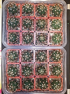 Нажмите на изображение для увеличения.

Название:	Melocactus neryi.jpg
Просмотров:	1124
Размер:	314.8 Кб
ID:	483017