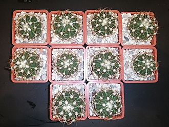 Нажмите на изображение для увеличения.

Название:	Melocactus peruvianus 01.jpg
Просмотров:	1119
Размер:	252.9 Кб
ID:	483018