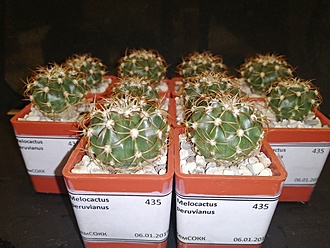 Нажмите на изображение для увеличения.   Название:	Melocactus peruvianus 02.jpg  Просмотров:	0  Размер:	179.8 Кб  ID:	483020