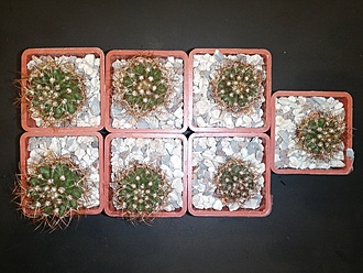 Нажмите на изображение для увеличения.   Название:	Melocactus uebelmannianus 01.jpg  Просмотров:	0  Размер:	212.3 Кб  ID:	483021