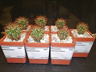 Нажмите на изображение для увеличения.   Название:	Melocactus uebelmannianus 02.jpg  Просмотров:	0  Размер:	180.7 Кб  ID:	483022