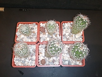Нажмите на изображение для увеличения.   Название:	Stenocactus rosarianus 01.jpg  Просмотров:	0  Размер:	167.5 Кб  ID:	483025