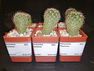 Нажмите на изображение для увеличения.   Название:	Stenocactus rosarianus 02.jpg  Просмотров:	0  Размер:	187.7 Кб  ID:	483026