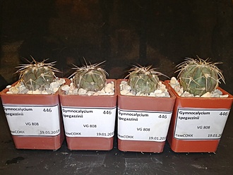 Нажмите на изображение для увеличения.

Название:	Gymnocalycium spegazzinii VG-808 02.jpg
Просмотров:	1147
Размер:	153.3 Кб
ID:	483015