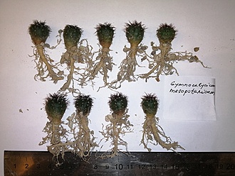 Нажмите на изображение для увеличения.   Название:	Gymnocalyscium mesopotamicum.jpg  Просмотров:	0  Размер:	204.0 Кб  ID:	483071