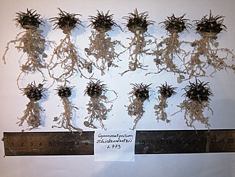 Нажмите на изображение для увеличения.   Название:	Gymnocalycium schikendantzii L473.jpg  Просмотров:	0  Размер:	222.9 Кб  ID:	483073