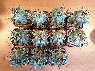 Нажмите на изображение для увеличения.   Название:	Astrophytum ornatum 01.jpg  Просмотров:	0  Размер:	264.7 Кб  ID:	483172