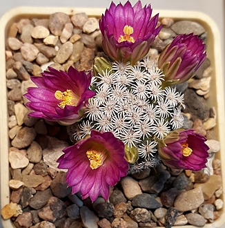 Нажмите на изображение для увеличения.

Название:	Mammillaria hernandezii.jpg
Просмотров:	863
Размер:	284.9 Кб
ID:	483403