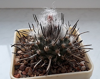 Нажмите на изображение для увеличения.

Название:	Turbinicarpus schmiedickeanus.jpg
Просмотров:	858
Размер:	193.8 Кб
ID:	483404