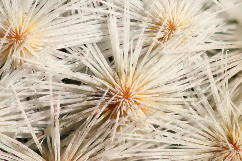 Нажмите на изображение для увеличения.

Название:	herrerae-macro.jpg
Просмотров:	1110
Размер:	170.4 Кб
ID:	483785