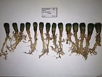 Нажмите на изображение для увеличения.

Название:	Gymnocalycium bruchii ssp. matznetteri.jpg
Просмотров:	757
Размер:	164.1 Кб
ID:	484074