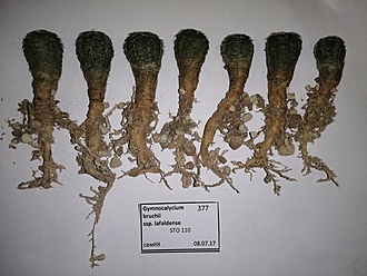 Нажмите на изображение для увеличения.

Название:	Gymnocalycium bruchii ssp.lafaldense.jpg
Просмотров:	785
Размер:	183.1 Кб
ID:	484075