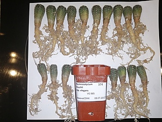 Нажмите на изображение для увеличения.

Название:	Gymnocalycium bruchii ssp. elegans.jpg
Просмотров:	732
Размер:	209.2 Кб
ID:	484080