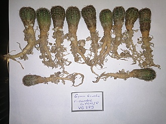 Нажмите на изображение для увеличения.

Название:	Gymnocalycium bruchii ssp. cumbrecitense.jpg
Просмотров:	720
Размер:	186.5 Кб
ID:	484084