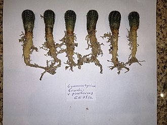 Нажмите на изображение для увеличения.   Название:	Gymnocalycium bruchii v. pawlovskyi.jpg  Просмотров:	0  Размер:	165.5 Кб  ID:	484088
