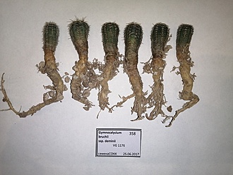 Нажмите на изображение для увеличения.   Название:	Gymnocalycium bruchii ssp.deminii.jpg  Просмотров:	0  Размер:	162.9 Кб  ID:	484089