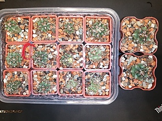 Нажмите на изображение для увеличения.   Название:	Gymnocalycium monvillei v.coloratum GN 96-318a BK.jpg  Просмотров:	386  Размер:	267.4 Кб  ID:	484096