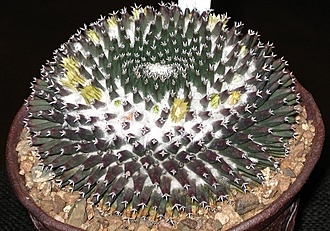 Нажмите на изображение для увеличения.  Название:	Mammillaria sempervivi var. tetracantha.jpg Просмотров:	0 Размер:	255.3 Кб ID:	484739