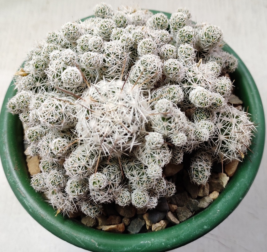 Нажмите на изображение для увеличения.  Название:	Mammillaria_gracilis.jpg Просмотров:	0 Размер:	340.8 Кб ID:	485693