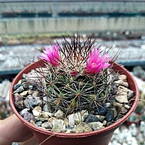 Нажмите на изображение для увеличения.

Название:	mammillaria-gracilis-hybr-antje.jpg
Просмотров:	785
Размер:	266.7 Кб
ID:	485732