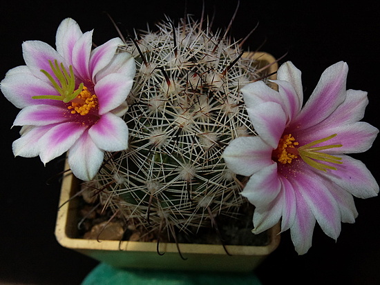 Нажмите на изображение для увеличения.

Название:	Mammillaria insularis 2.004.jpg
Просмотров:	1600
Размер:	182.0 Кб
ID:	495335