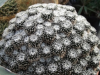 Нажмите на изображение для увеличения.

Название:	Mammillaria luethy_2_.jpg
Просмотров:	1482
Размер:	325.6 Кб
ID:	486967