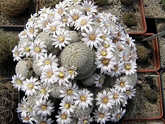 Нажмите на изображение для увеличения.

Название:	Mammillaria sanches-mejoradae..jpg
Просмотров:	1453
Размер:	72.7 Кб
ID:	486968