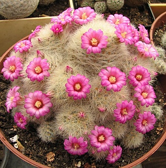 Нажмите на изображение для увеличения.

Название:	Mammillaria lauii2.jpg
Просмотров:	1467
Размер:	148.0 Кб
ID:	486969