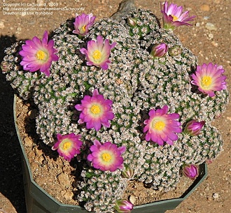 Нажмите на изображение для увеличения.

Название:	Mammillaria hernandezii Fo 23.jpg
Просмотров:	1484
Размер:	183.2 Кб
ID:	486970