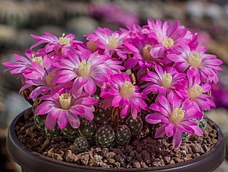 Нажмите на изображение для увеличения.

Название:	Mammillaria saboae SB 935 Terrero, Chih..jpg
Просмотров:	1464
Размер:	201.6 Кб
ID:	486971