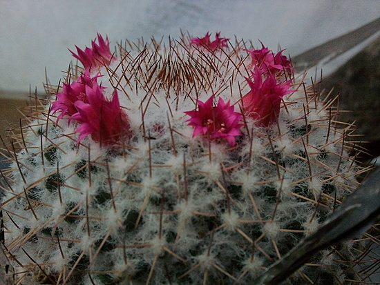 Нажмите на изображение для увеличения.

Название:	Mammillaria rhodantha 005.jpg
Просмотров:	486
Размер:	226.0 Кб
ID:	501945