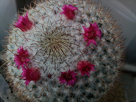 Нажмите на изображение для увеличения.

Название:	Mammillaria rhodantha 006.jpg
Просмотров:	502
Размер:	266.4 Кб
ID:	501946