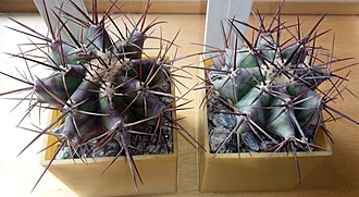 Нажмите на изображение для увеличения.  Название:	Echinocactus- platyacanthus-Tanque- Escandidi, Coah.jpg Просмотров:	0 Размер:	164.4 Кб ID:	487176