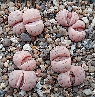 Нажмите на изображение для увеличения.  Название:	Lithops ruschiorum v. lineata.jpg Просмотров:	0 Размер:	378.6 Кб ID:	487527