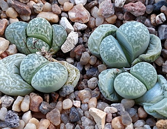 Нажмите на изображение для увеличения.  Название:	Lithops helmutii.jpg Просмотров:	0 Размер:	232.5 Кб ID:	487528