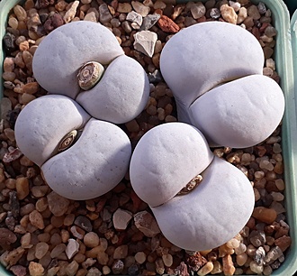 Нажмите на изображение для увеличения.  Название:	Lithops pseudotruncatella.jpg Просмотров:	0 Размер:	230.8 Кб ID:	487529