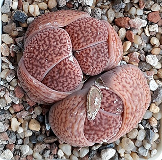 Нажмите на изображение для увеличения.  Название:	Lithops hookeri.jpg Просмотров:	0 Размер:	353.1 Кб ID:	487530