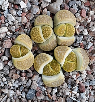 Нажмите на изображение для увеличения.  Название:	Lithops hallii C111A    .jpg Просмотров:	0 Размер:	335.8 Кб ID:	487531