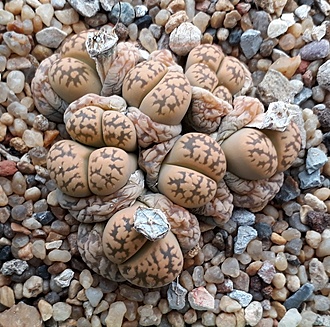 Нажмите на изображение для увеличения.

Название:	Lithops karasmontana  subsp. bella.jpg
Просмотров:	844
Размер:	299.6 Кб
ID:	487535