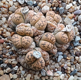 Нажмите на изображение для увеличения.

Название:	Lithops karasmontana  subsp. bella.jpg
Просмотров:	793
Размер:	299.6 Кб
ID:	487535